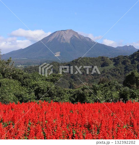秋空に映えるコスモスと大山の絶景 秋空に映えるコスモスと大山の絶景 132392202
