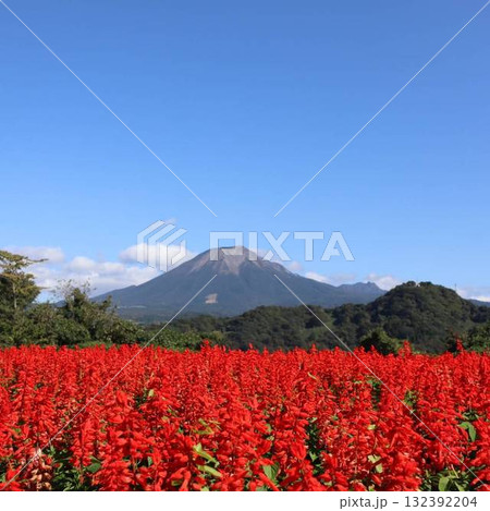 秋空に映えるコスモスと大山の絶景 秋空に映えるコスモスと大山の絶景 132392204