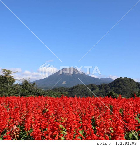 秋空に映えるコスモスと大山の絶景 秋空に映えるコスモスと大山の絶景 132392205