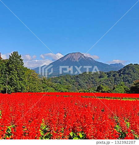 秋空に映えるコスモスと大山の絶景 132392207