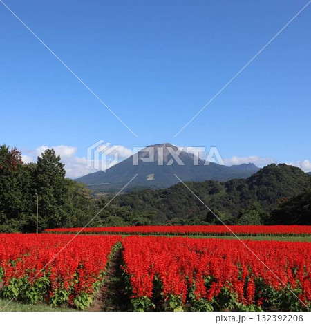 秋空に映えるコスモスと大山の絶景 秋空に映えるコスモスと大山の絶景 132392208