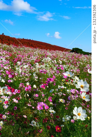 国営ひたち海浜公園のコキア 国営ひたち海浜公園のコキア 132392306