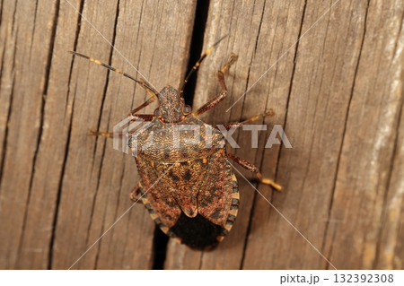 生き物 昆虫 クサギカメムシ、平たい体で体長十五ミリ前後。茶系のまだら模様は木の皮に似せた保護色? 生き物 昆虫 クサギカメムシ、平たい体で体長十五ミリ前後。茶系のまだら模様は木の皮に似せた保護色? 132392308