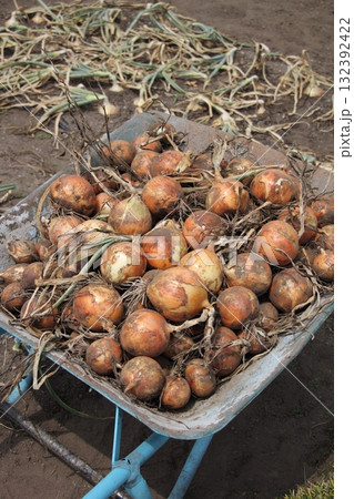 タマネギの収穫 132392422