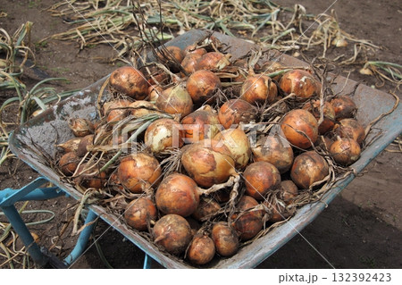 タマネギの収穫 132392423