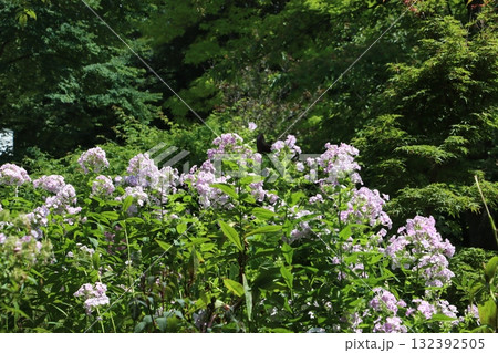 真夏の花園に咲く花たち 真夏の花園に咲く花たち 132392505
