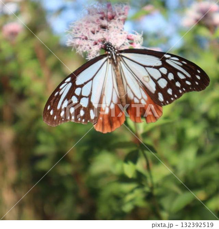 胡蝶しのぶのモデル・アサギマダラが舞う秋の花 胡蝶しのぶのモデル・アサギマダラが舞う秋の花 132392519