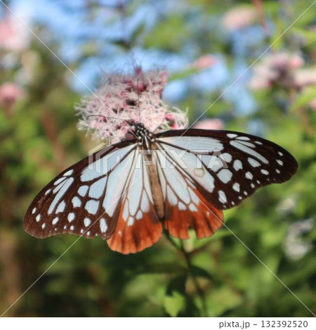 胡蝶しのぶのモデル・アサギマダラが舞う秋の花 132392520