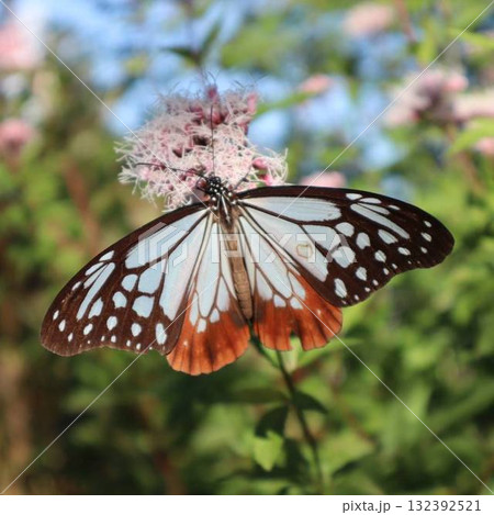 胡蝶しのぶのモデル・アサギマダラが舞う秋の花 胡蝶しのぶのモデル・アサギマダラが舞う秋の花 132392521