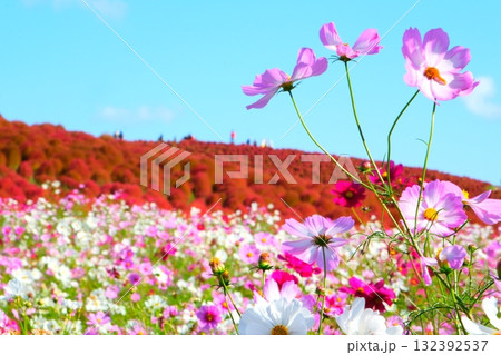 国営ひたち海浜公園のコキア 132392537