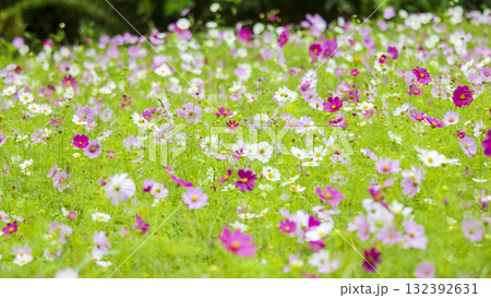 くりはま花の国の秋 132392631