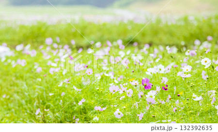 くりはま花の国の秋 132392635