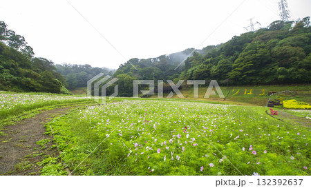 くりはま花の国の秋 くりはま花の国の秋 132392637