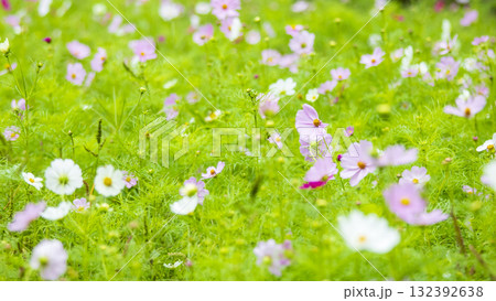 くりはま花の国の秋 くりはま花の国の秋 132392638