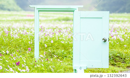 くりはま花の国の秋 132392643