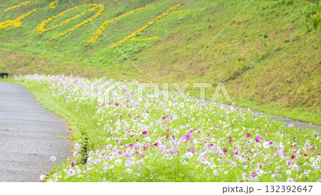 くりはま花の国の秋 くりはま花の国の秋 132392647