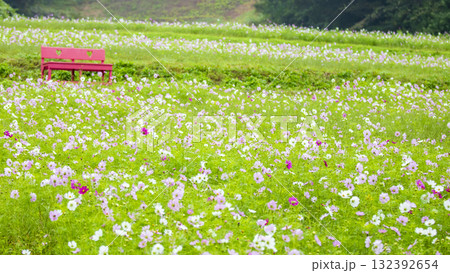 くりはま花の国の秋 132392654