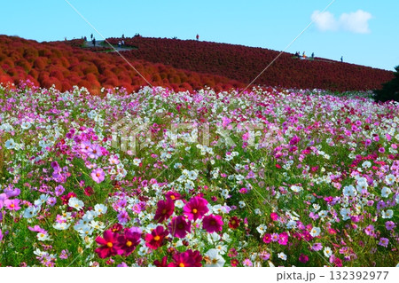 国営ひたち海浜公園のコキア 132392977
