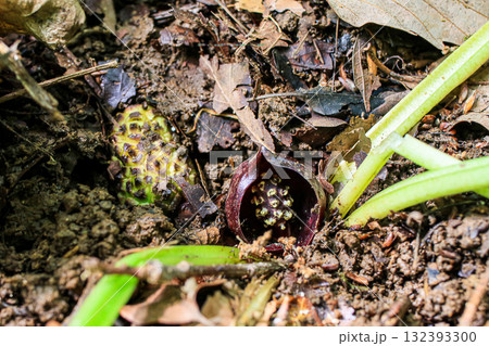 ヒメザゼンソウ 132393300