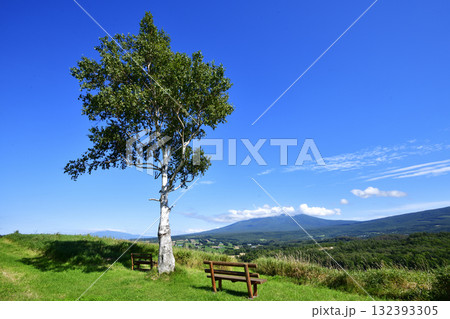 9月のほしかぜの丘とシンボルツリー 132393305