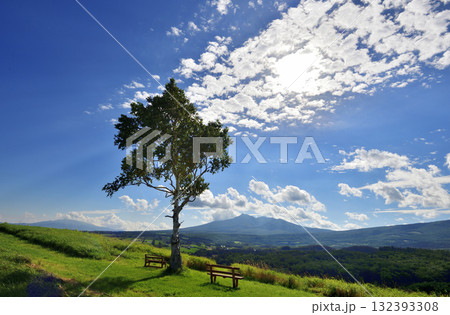 9月のほしかぜの丘とシンボルツリー 132393308