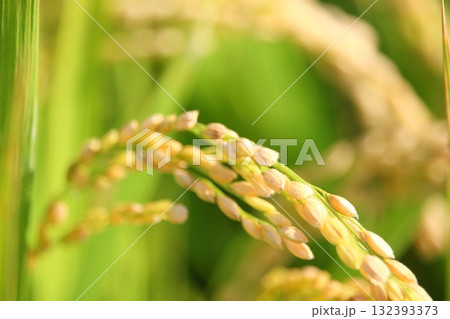 収穫時の米 132393373