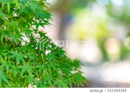 青もみじ 青もみじ 132393385