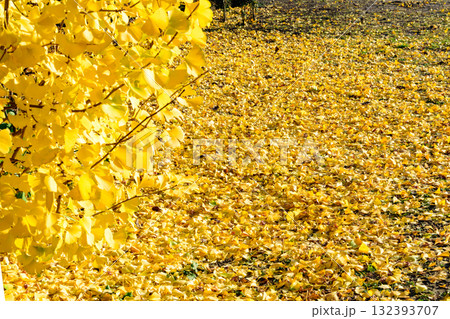 秋の杜の都を歩く 132393707