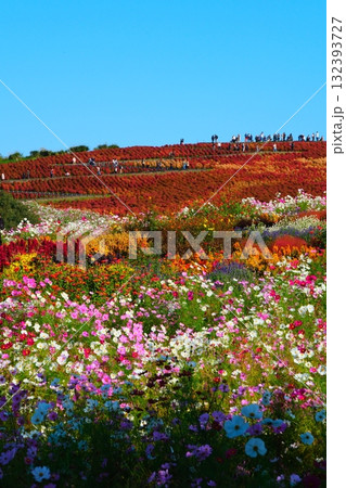 国営ひたち海浜公園のコキア 132393727