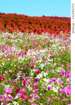 国営ひたち海浜公園のコキア 132393753