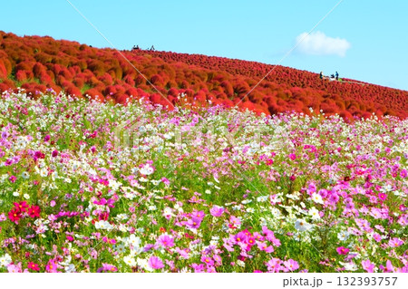 国営ひたち海浜公園のコキア 132393757