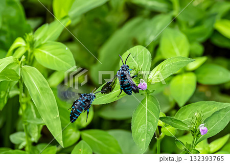 ルリモンハナバチ 132393765