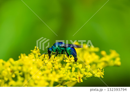 オオセイボウ 132393794