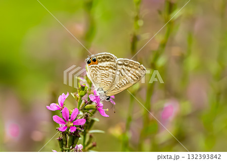 ウラナミシジミ 132393842