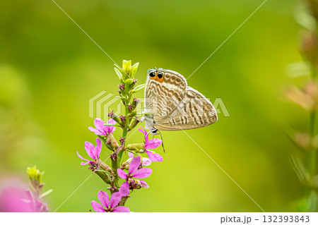 ウラナミシジミ 132393843