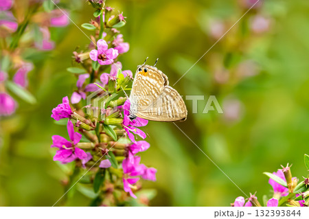 ウラナミシジミ 132393844
