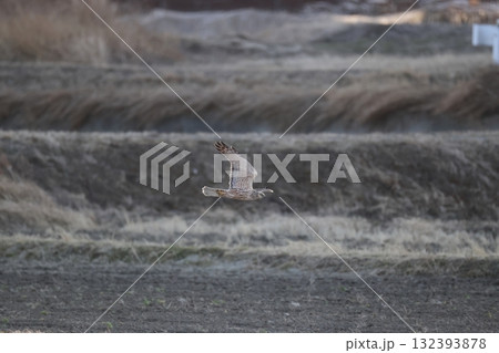 チュウヒ(大陸型) チュウヒ(大陸型) 132393878