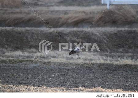 チュウヒ（大陸型） 132393881