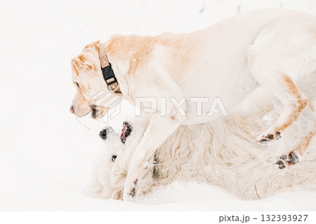 Funny Young White Samoyed Dog Or Bjelkier, Smiley, Sammy And Labrador Playing Together Outdoor In Snow Snowdrift, Winter Season. Playful Pet Outdoors Funny Young White Samoyed Dog Or Bjelkier, Smiley, Sammy And Labrador Playing Together Outdoor In Snow Snowdrift, Winter Season. Playful Pet Outdoors 132393927