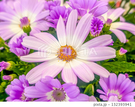 爛漫～美しいサイネリアの花々～ 132393941