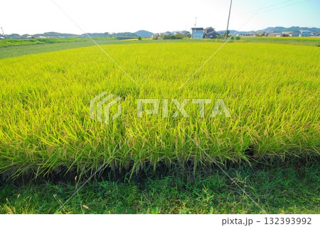 田舎の田んぼの風景 田舎の田んぼの風景 132393992