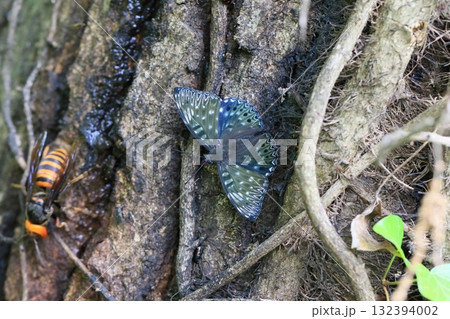 スミナガシ 132394002