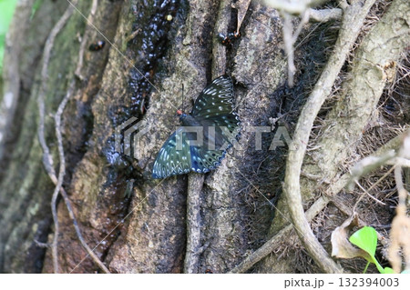 スミナガシ 132394003