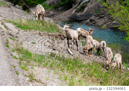 Females and young Bighorn sheep grazing in mountains in spring. Females and young Bighorn sheep grazing in mountains in spring. 132394061