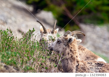 Females and young Bighorn sheep grazing in mountains in spring. 132394063