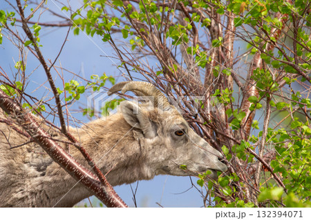 Young Bighorn sheep is eating green leaves in spring. Young Bighorn sheep is eating green leaves in spring. 132394071
