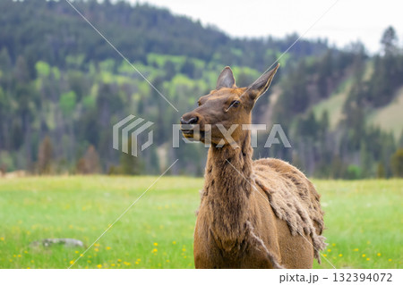 Wapiti elk doe in the green meadow in spring, grazing on grass. 132394072