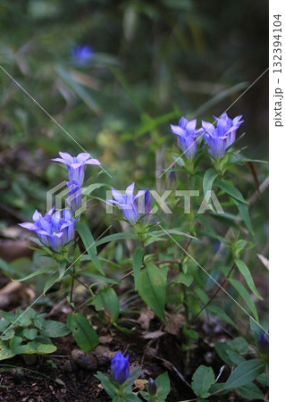 リンドウ リンドウ 132394104