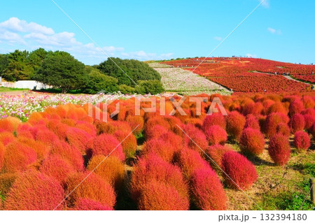 国営ひたち海浜公園のコキア 132394180