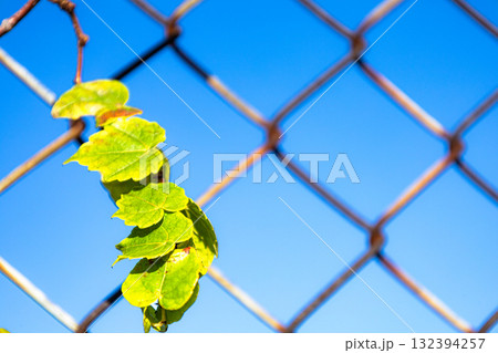 青空フェンスと蔦のある風景 青空フェンスと蔦のある風景 132394257